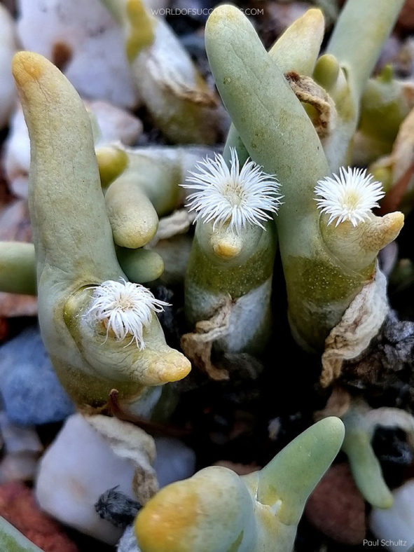 Mesembryanthemum digitatum (Finger-and-thumb Plant) aka Dactylopsis digitata. A plant in bloom.