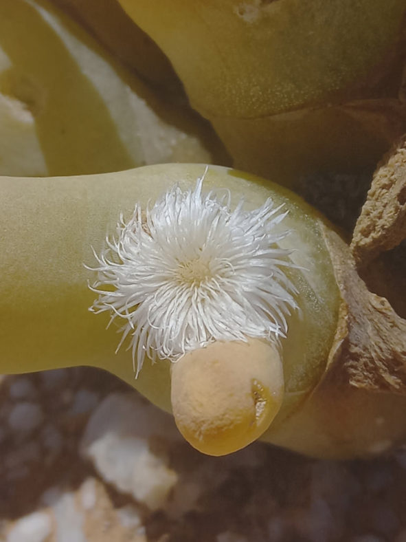 Mesembryanthemum digitatum (Finger-and-thumb Plant) aka Dactylopsis digitata. Close-up of flower.