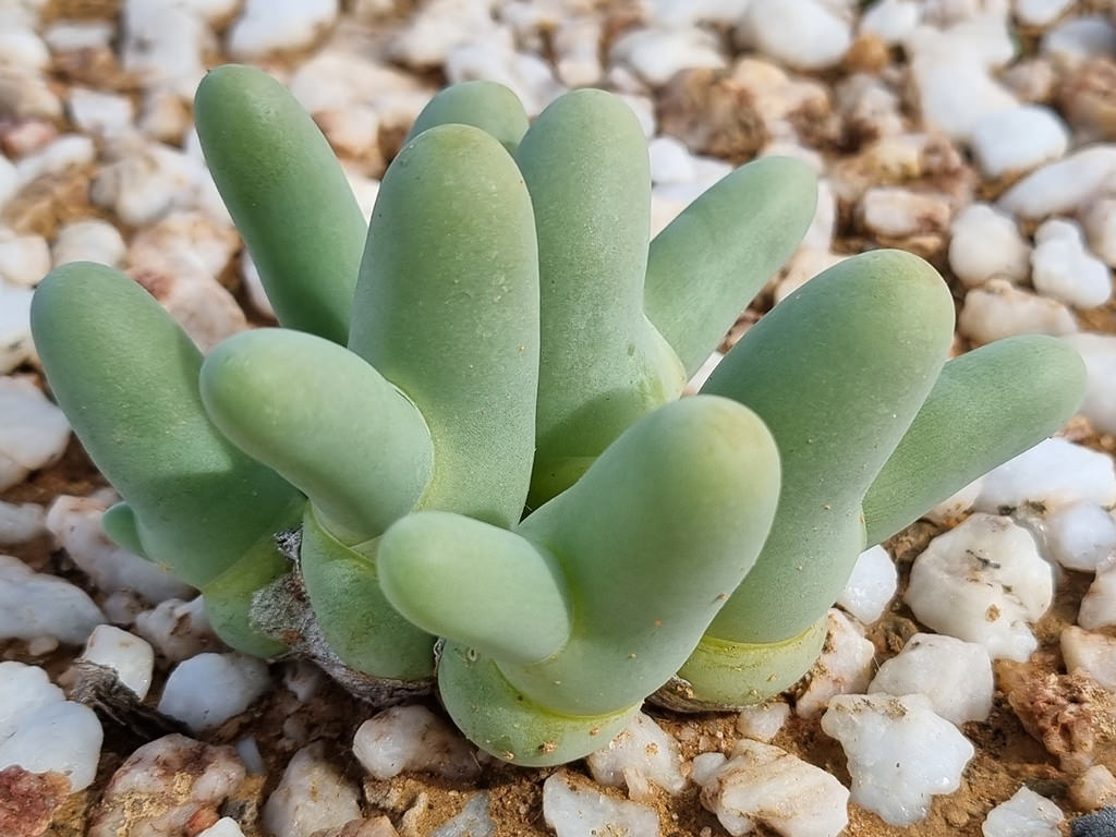 Mesembryanthemum digitatum (Finger-and-thumb Plant) aka Dactylopsis digitata. A small clump.