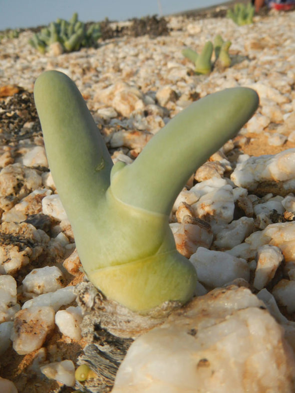 Mesembryanthemum digitatum (Finger-and-thumb Plant) aka Dactylopsis digitata. A single-stemmed plant.