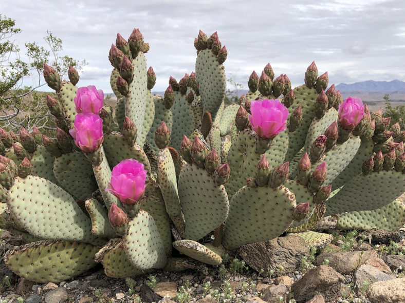 Opuntia basilaris, commonly known as Beavertail Cactus. A plant with buds and flowers.