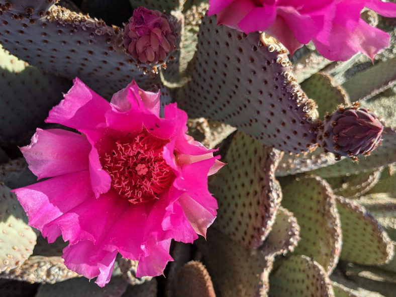 Flower of Opuntia basilaris, commonly known as Beavertail Cactus. Close-up of a flower.