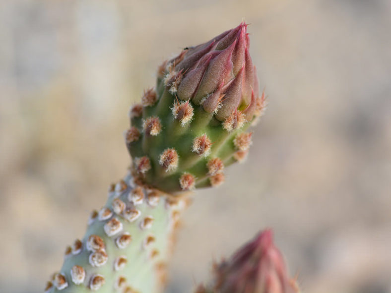 Flower bud of Opuntia basilaris, commonly known as Beavertail Cactus. Close-up of a flower bud.