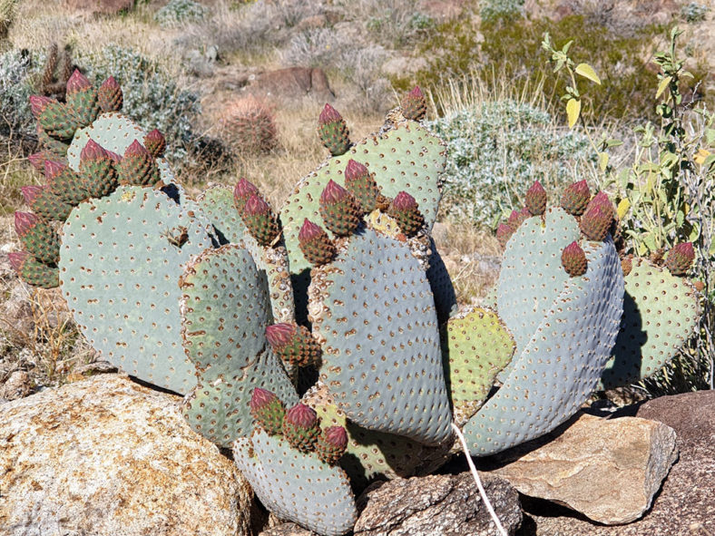 A plant with flower buds. Opuntia basilaris, commonly known as Beavertail Cactus. A plant with buds.