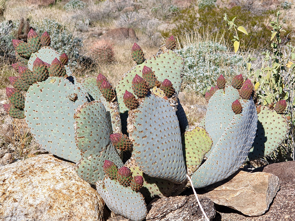 Opuntia basilaris (Beavertail Cactus) - World of Succulents