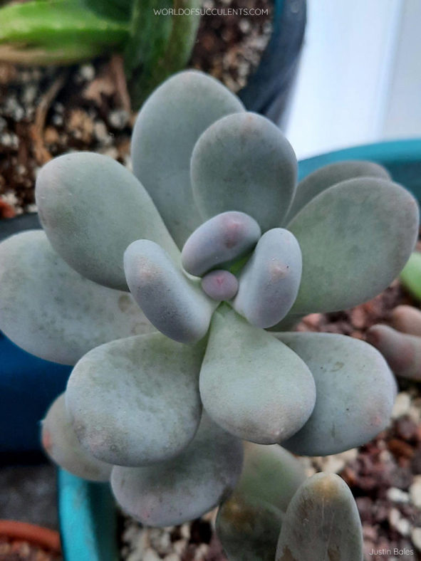 Pachyphytum 'Blue Haze'