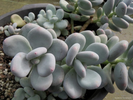 Pachyphytum 'Blue Haze' - World of Succulents