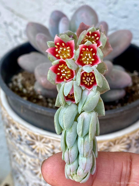 Pachyphytum 'Blue Haze'. Inflorescence with flowers in various stages of opening.