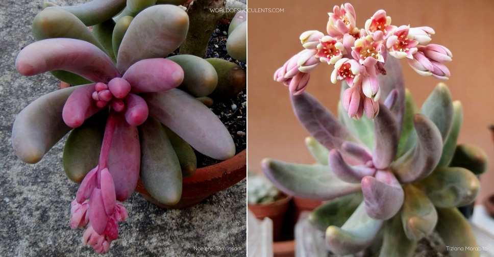 ×Pachysedum 'Ganzhou' - World of Succulents