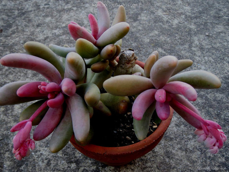 Pachysedum 'Ganzhou'. Flowering.