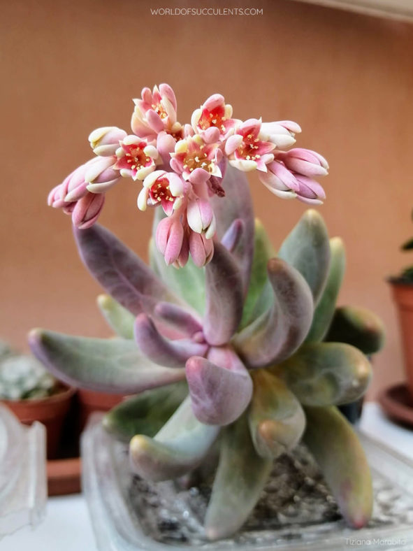 Pachysedum 'Ganzhou'. A plant in bloom for the first time.