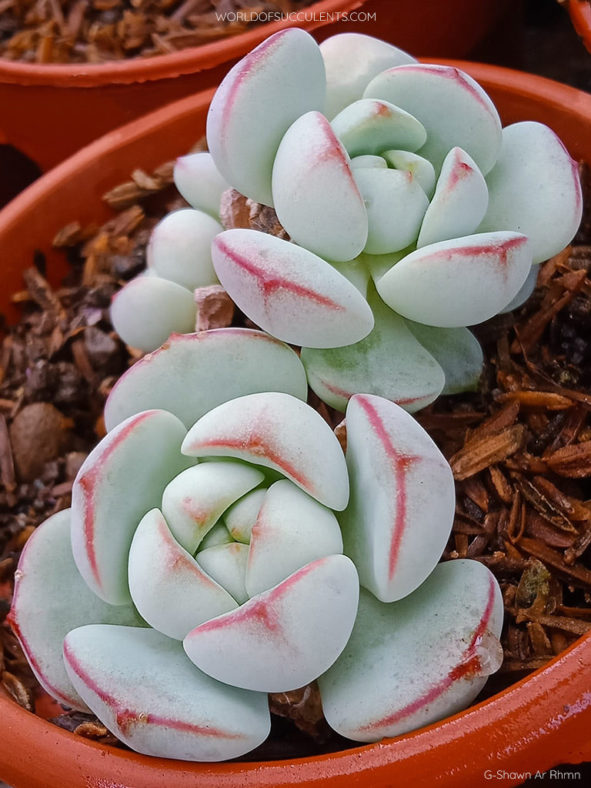 Sedeveria 'Pudgy'