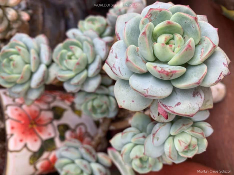 Sedeveria 'Pudgy'