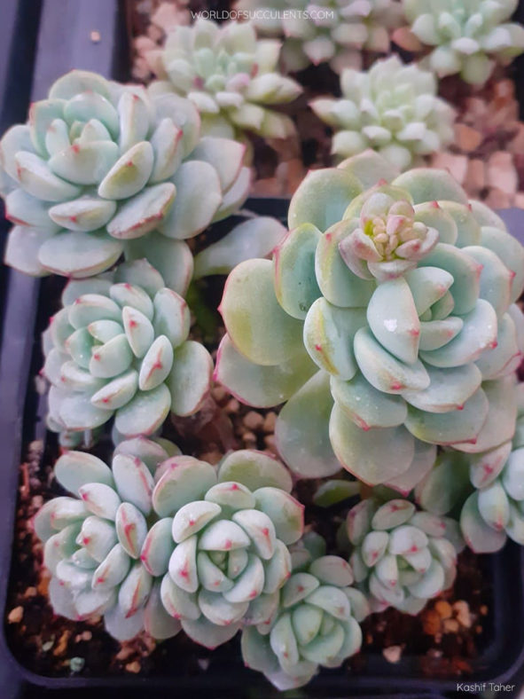 Sedeveria 'Pudgy'