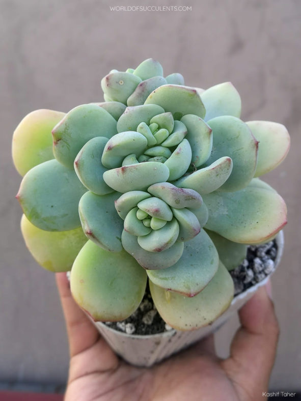 Sedeveria 'Pudgy'