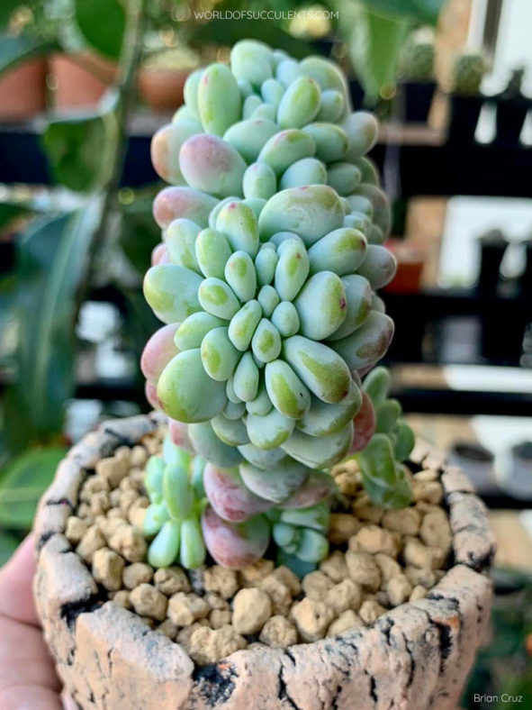 Sedum clavatum 'Cristatum'