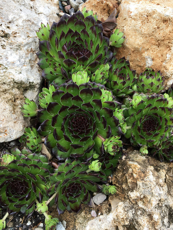 Sempervivum 'Appletini'. A clump of rosettes and offsets.