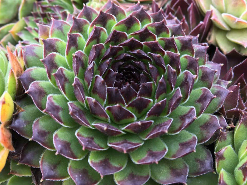 Sempervivum 'Appletini'. Close-up of a rosette.