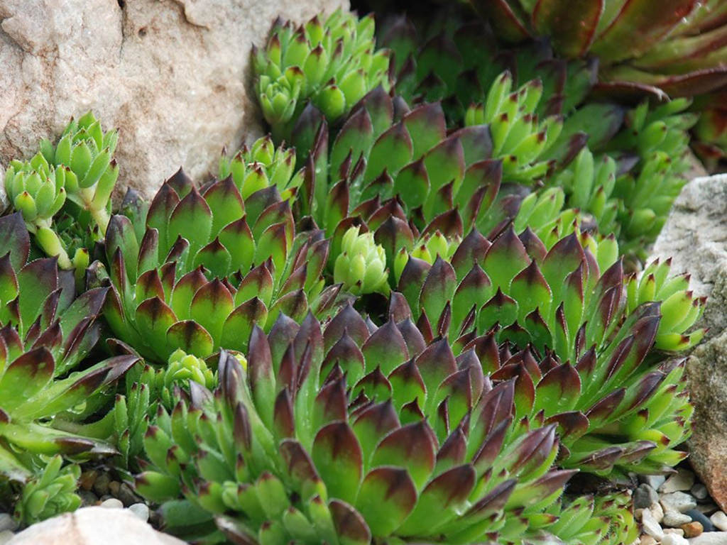 Sempervivum 'Appletini'. Rosettes with offsets.