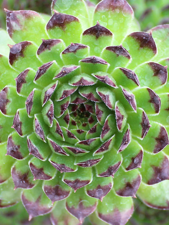 Sempervivum 'Appletini'. Top view of a rosette.