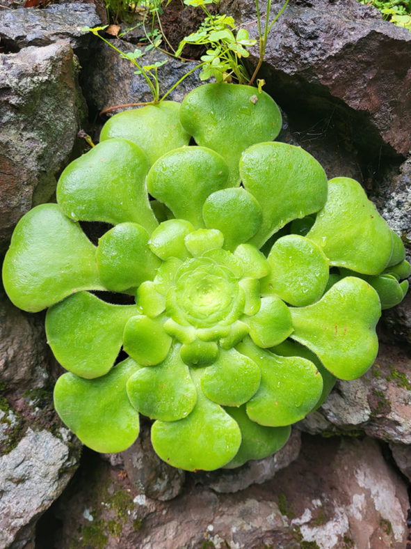 Aeonium canariense subsp. latifolium aka Aeonium canariense var. subplanum