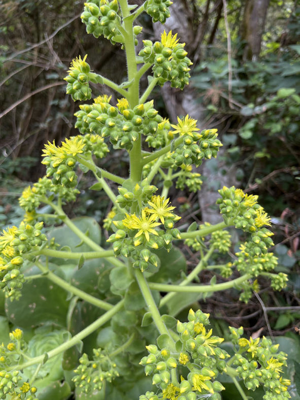 Aeonium canariense subsp. latifolium aka Aeonium canariense var. subplanum