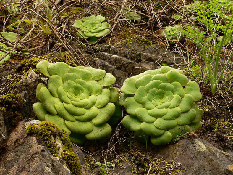 Aeonium canariense subsp. latifolium