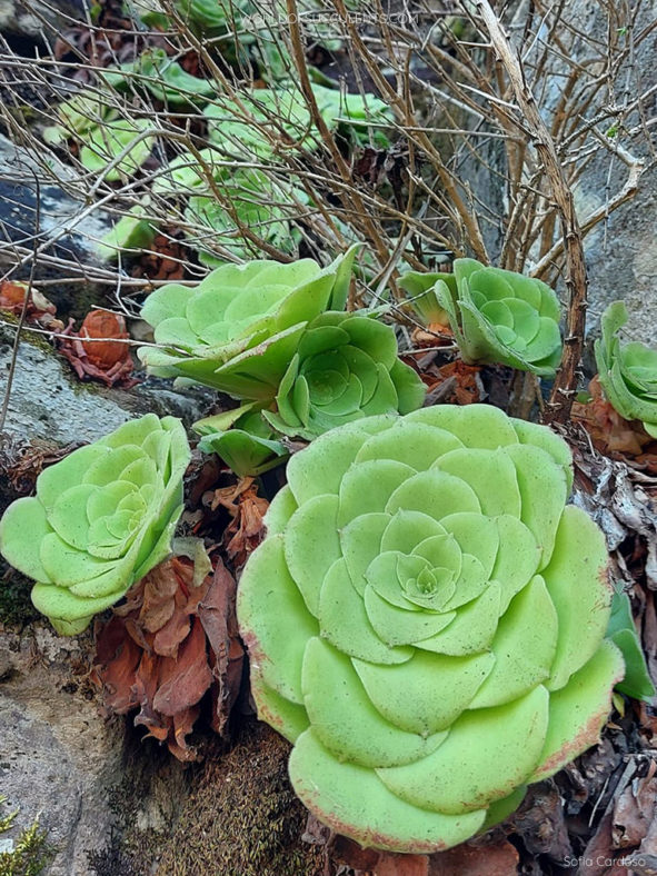 Aeonium canariense subsp. latifolium aka Aeonium canariense var. subplanum