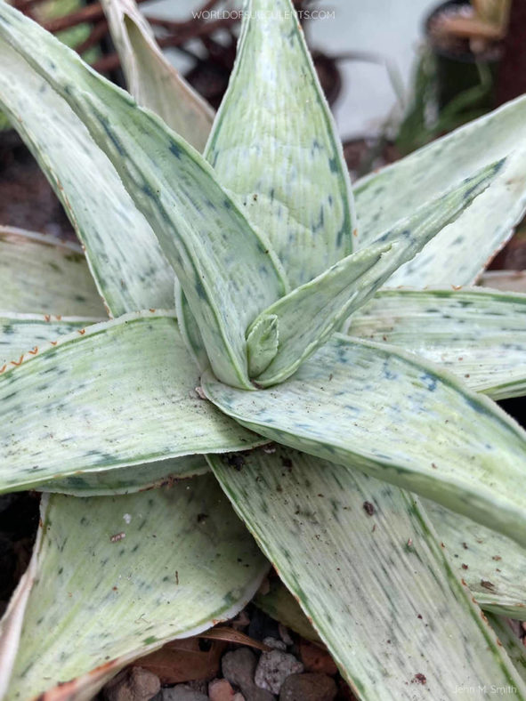 Aloe 'Snow Drift'