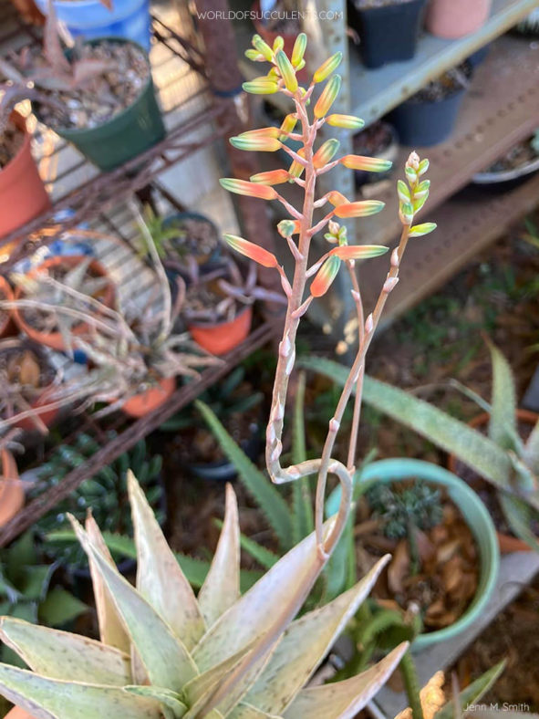 Aloe 'Snow Drift'