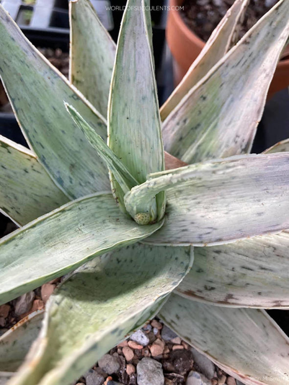 Aloe 'Snow Drift'