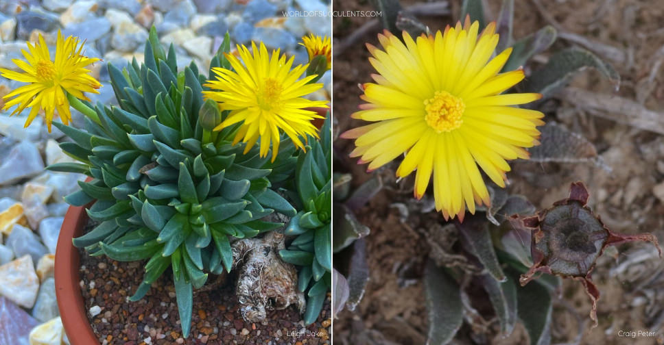 Bergeranthus Multiceps - World Of Succulents