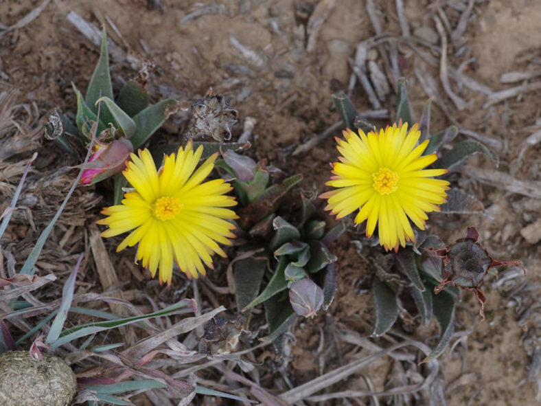 Bergeranthus multiceps