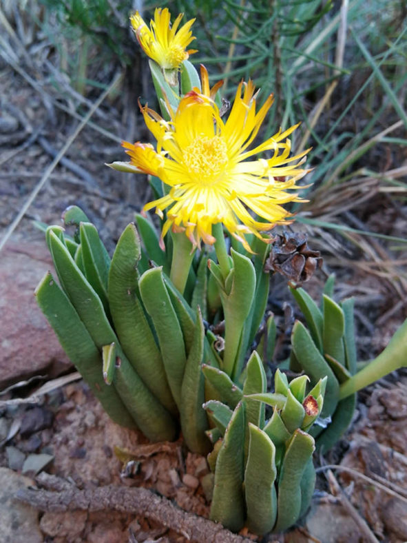 Bergeranthus multiceps