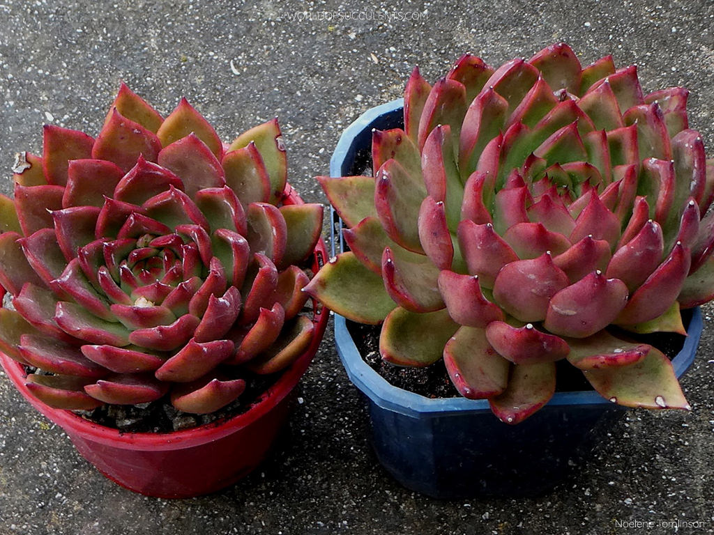 Echeveria 'Benimusume'