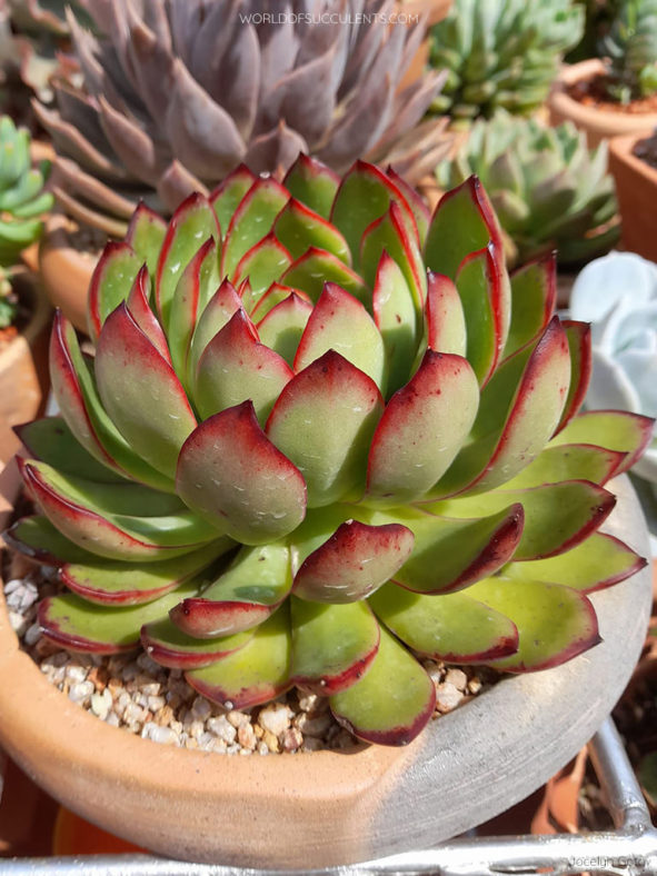 Echeveria 'Benimusume'