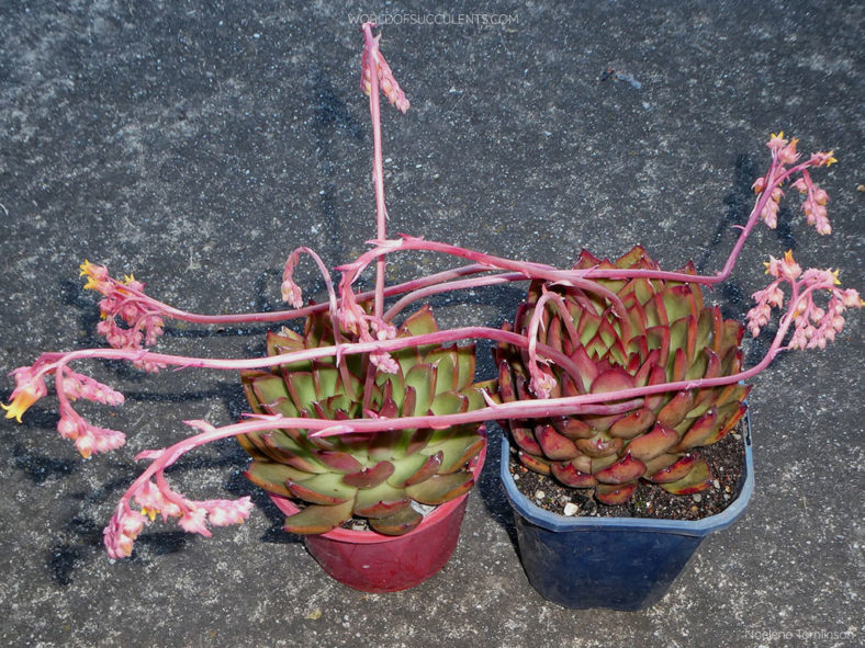 Echeveria 'Benimusume'