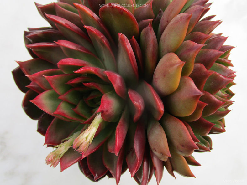 Echeveria 'Benimusume'