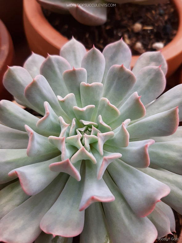 Echeveria 'Pinwheel Revolution'