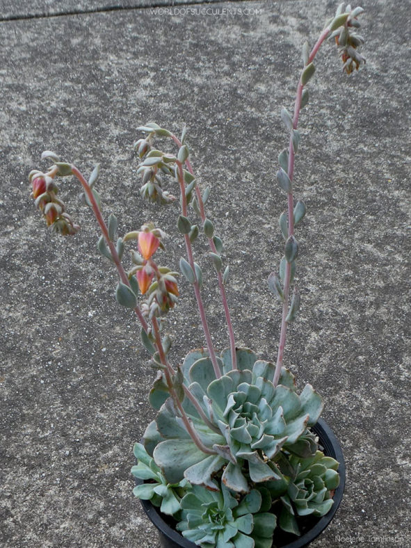 Echeveria 'Pinwheel Revolution'