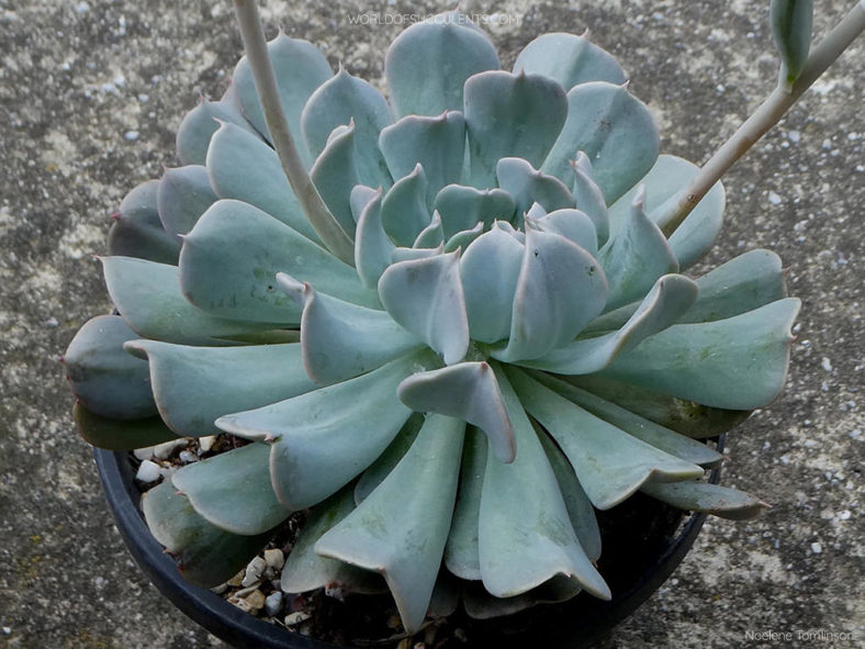 Echeveria 'Pinwheel Revolution'