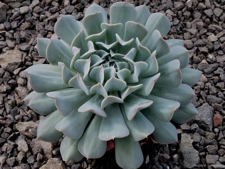 Echeveria 'Pinwheel Revolution'