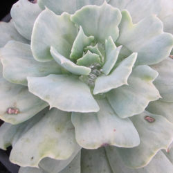 Echeveria runyonii 'Cook's Pride'