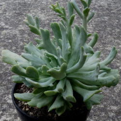 Echeveria runyonii 'Cook's Pride'