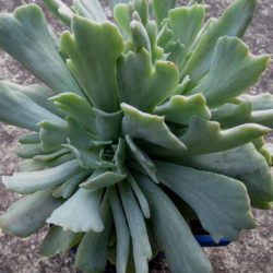 Echeveria runyonii 'Cook's Pride'