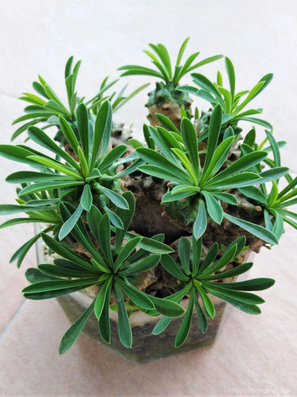 Euphorbia 'Cocklebur' aka Euphorbia × japonica