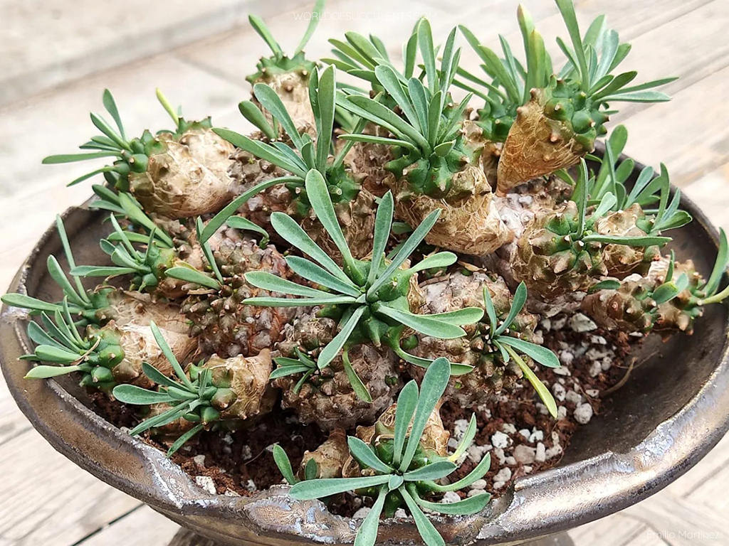 Euphorbia 'Cocklebur' aka Euphorbia × japonica