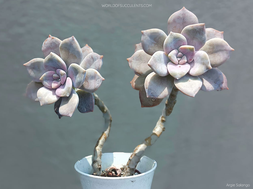 Graptopetalum 'Purple Delight' aka Graptoveria 'Purple Delight'