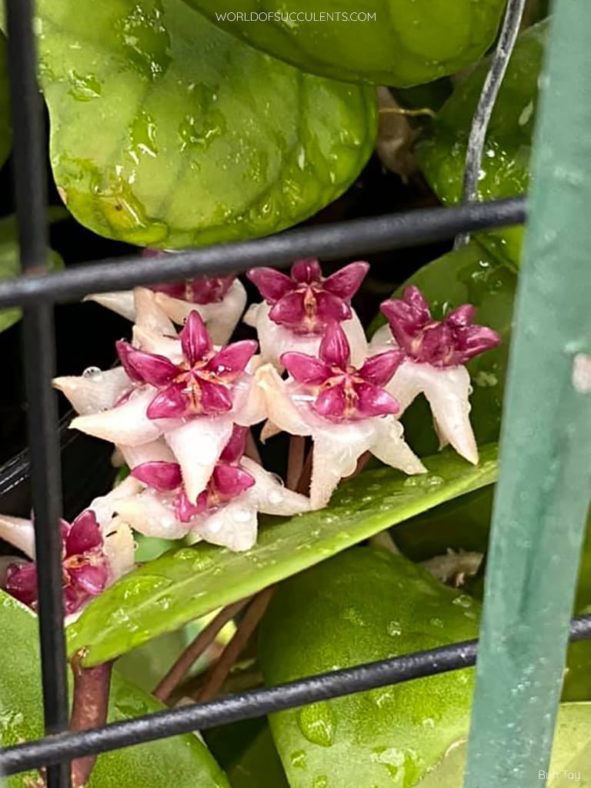 Hoya 'Patricia'