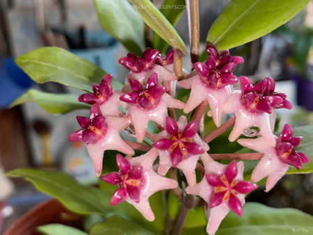 Hoya 'patricia' - World Of Succulents